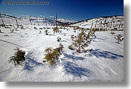 california, horizontal, lake tahoe, pines, scenics, snow, west coast, western usa, photograph