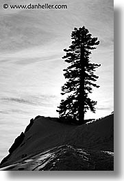 california, lake tahoe, scenics, silhouettes, trees, vertical, west coast, western usa, photograph