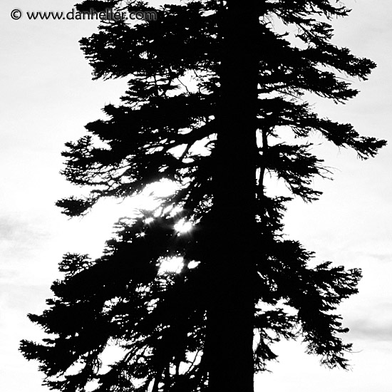 tree silhouette pictures. tree-sil-b.jpg