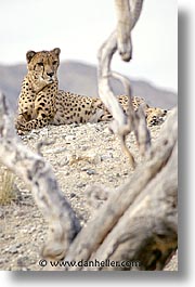 california, cheetah, living desert, vertical, west coast, western usa, photograph