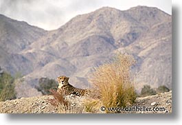 california, cheetah, horizontal, living desert, west coast, western usa, photograph