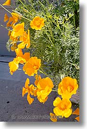 california, flowers, marin, marin county, north bay, northern california, poppies, san francisco bay area, vertical, west coast, western usa, photograph