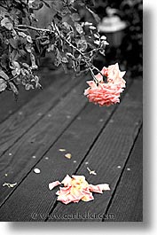 black and white, california, color composite, color/bw composite, dying, flowers, marin, marin county, north bay, northern california, roses, san francisco bay area, vertical, west coast, western usa, photograph