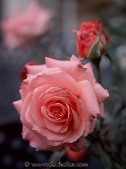 pink rose. pink-rose.jpg