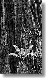 black and white, california, ferns, forests, long exposure, marin, marin county, muir woods, nature, north bay, northern california, plants, redwoods, trees, vertical, west coast, western usa, photograph