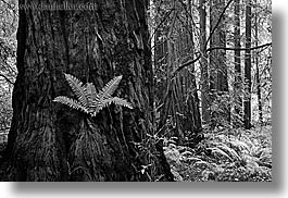 black and white, california, ferns, forests, horizontal, long exposure, marin, marin county, muir woods, nature, north bay, northern california, plants, redwoods, trees, west coast, western usa, photograph