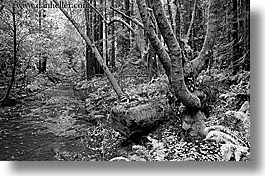 black and white, california, forests, horizontal, marin, marin county, mossy, muir woods, nature, north bay, northern california, plants, rivers, trees, west coast, western usa, photograph
