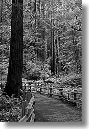 black and white, california, forests, long exposure, marin, marin county, muir woods, nature, north bay, northern california, paths, paved, plants, trees, vertical, west coast, western usa, photograph