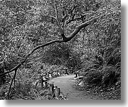 black and white, california, forests, horizontal, marin, marin county, muir woods, nature, north bay, northern california, paths, paved, plants, slow exposure, trees, west coast, western usa, photograph