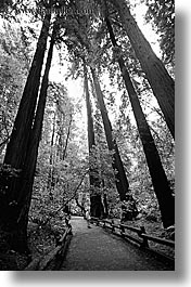 black and white, california, forests, marin, marin county, muir woods, nature, north bay, northern california, paths, paved, plants, trees, vertical, west coast, western usa, photograph