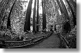 black and white, california, forests, horizontal, marin, marin county, muir woods, nature, north bay, northern california, paths, paved, plants, trees, west coast, western usa, photograph