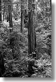 black and white, california, forests, long exposure, marin, marin county, muir woods, nature, north bay, northern california, plants, redwoods, trees, vertical, west coast, western usa, photograph