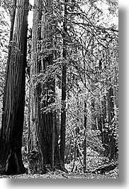 black and white, california, forests, marin, marin county, muir woods, nature, north bay, northern california, plants, redwoods, trees, vertical, west coast, western usa, photograph