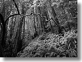 black and white, branches, california, crooked, forests, horizontal, long exposure, marin, marin county, muir woods, nature, north bay, northern california, plants, redwoods, trees, west coast, western usa, photograph