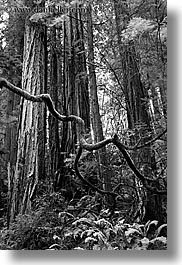 black and white, branches, california, crooked, forests, long exposure, marin, marin county, muir woods, nature, north bay, northern california, plants, redwoods, trees, vertical, west coast, western usa, photograph