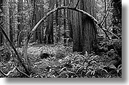 black and white, branches, california, forests, horizontal, marin, marin county, mossy, muir woods, nature, north bay, northern california, plants, redwoods, trees, west coast, western usa, photograph