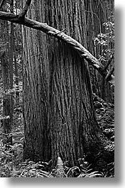 black and white, branches, california, forests, marin, marin county, mossy, muir woods, nature, north bay, northern california, plants, redwoods, trees, vertical, west coast, western usa, photograph