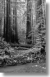 black and white, california, forests, marin, marin county, muir woods, nature, north bay, northern california, plants, redwoods, rivers, trees, vertical, west coast, western usa, photograph