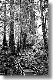 black and white, california, forests, marin, marin county, muir woods, nature, north bay, northern california, paths, plants, redwoods, stairs, trees, vertical, west coast, western usa, photograph