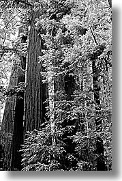 black and white, california, forests, marin, marin county, muir woods, nature, north bay, northern california, plants, redwoods, towering, trees, vertical, west coast, western usa, photograph