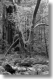 black and white, california, forests, marin, marin county, muir woods, nature, north bay, northern california, plants, shaped, trees, vertical, west coast, western usa, photograph