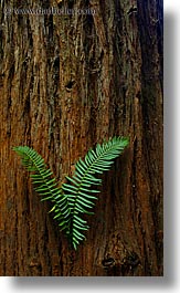 california, colors, ferns, forests, green, long exposure, lush, marin, marin county, muir woods, nature, north bay, northern california, plants, redwoods, trees, vertical, west coast, western usa, photograph