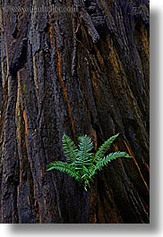 california, colors, ferns, forests, green, long exposure, lush, marin, marin county, muir woods, nature, north bay, northern california, plants, redwoods, trees, vertical, west coast, western usa, photograph