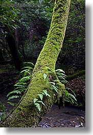 california, colors, ferns, forests, green, long exposure, lush, marin, marin county, mossy, muir woods, nature, north bay, northern california, plants, trees, vertical, west coast, western usa, photograph