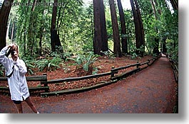 artists, california, cameras, colors, forests, green, horizontal, jills, lush, marin, marin county, muir woods, nature, north bay, northern california, paths, people, photographers, photographing, plants, trees, west coast, western usa, womens, photograph