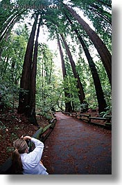 artists, california, cameras, colors, forests, green, jills, lush, marin, marin county, muir woods, nature, north bay, northern california, paths, people, photographers, photographing, plants, trees, vertical, west coast, western usa, womens, photograph