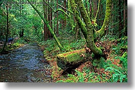 california, colors, forests, green, horizontal, lush, marin, marin county, mossy, muir woods, nature, north bay, northern california, plants, rivers, trees, west coast, western usa, photograph
