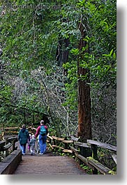 california, colors, families, forests, green, lush, marin, marin county, muir woods, nature, north bay, northern california, paths, paved, people, plants, slow exposure, trees, vertical, west coast, western usa, photograph