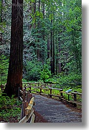 california, colors, forests, green, long exposure, lush, marin, marin county, muir woods, nature, north bay, northern california, paths, paved, plants, trees, vertical, west coast, western usa, photograph