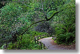 california, colors, forests, green, horizontal, lush, marin, marin county, muir woods, nature, north bay, northern california, paths, paved, plants, slow exposure, trees, west coast, western usa, photograph