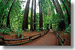 california, colors, forests, green, horizontal, lush, marin, marin county, muir woods, nature, north bay, northern california, paths, paved, plants, trees, west coast, western usa, photograph