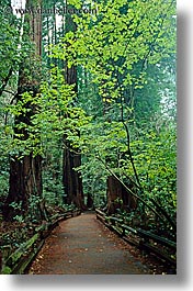 california, colors, forests, green, lush, marin, marin county, muir woods, nature, north bay, northern california, paths, paved, plants, trees, vertical, west coast, western usa, photograph