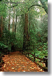 california, colors, fall colors, fences, forests, green, leaves, lush, marin, marin county, muir woods, nature, north bay, northern california, paths, paved, plants, redwoods, trees, vertical, west coast, western usa, photograph