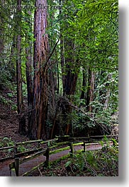 california, colors, forests, green, long exposure, lush, marin, marin county, muir woods, nature, north bay, northern california, paths, paved, plants, trees, vertical, west coast, western usa, photograph