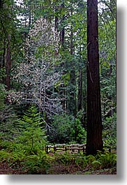 california, colors, forests, green, long exposure, lush, marin, marin county, muir woods, nature, north bay, northern california, plants, redwoods, trees, vertical, west coast, western usa, photograph
