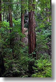 california, colors, forests, green, long exposure, lush, marin, marin county, muir woods, nature, north bay, northern california, plants, redwoods, trees, vertical, west coast, western usa, photograph