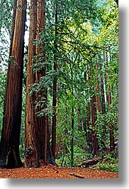 california, colors, forests, green, lush, marin, marin county, muir woods, nature, north bay, northern california, plants, redwoods, trees, vertical, west coast, western usa, photograph