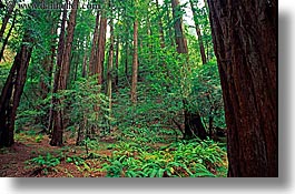 california, colors, forests, green, horizontal, lush, marin, marin county, muir woods, nature, north bay, northern california, plants, redwoods, trees, west coast, western usa, photograph