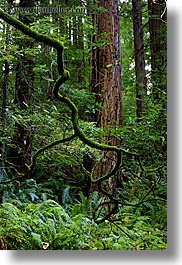 branches, california, colors, crooked, forests, green, long exposure, lush, marin, marin county, muir woods, nature, north bay, northern california, plants, redwoods, trees, vertical, west coast, western usa, photograph