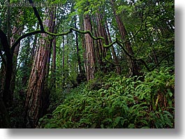 branches, california, colors, crooked, forests, green, horizontal, long exposure, lush, marin, marin county, muir woods, nature, north bay, northern california, plants, redwoods, trees, west coast, western usa, photograph