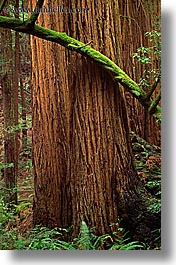 branches, california, colors, forests, green, lush, marin, marin county, mossy, muir woods, nature, north bay, northern california, plants, redwoods, trees, vertical, west coast, western usa, photograph