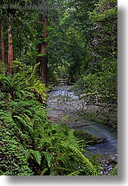 california, colors, forests, green, long exposure, lush, marin, marin county, muir woods, nature, north bay, northern california, plants, redwoods, rivers, trees, vertical, west coast, western usa, photograph