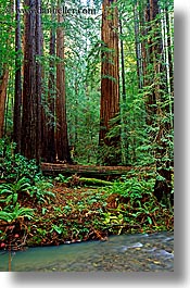california, colors, forests, green, lush, marin, marin county, muir woods, nature, north bay, northern california, plants, redwoods, rivers, trees, vertical, west coast, western usa, photograph