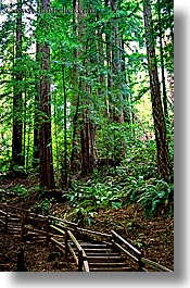 california, colors, forests, green, lush, marin, marin county, muir woods, nature, north bay, northern california, paths, plants, redwoods, stairs, trees, vertical, west coast, western usa, photograph