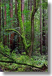 california, colors, forests, green, long exposure, lush, marin, marin county, muir woods, nature, north bay, northern california, plants, shaped, trees, vertical, west coast, western usa, photograph