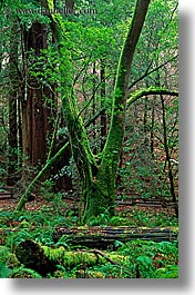 california, colors, forests, green, lush, marin, marin county, muir woods, nature, north bay, northern california, plants, shaped, trees, vertical, west coast, western usa, photograph
